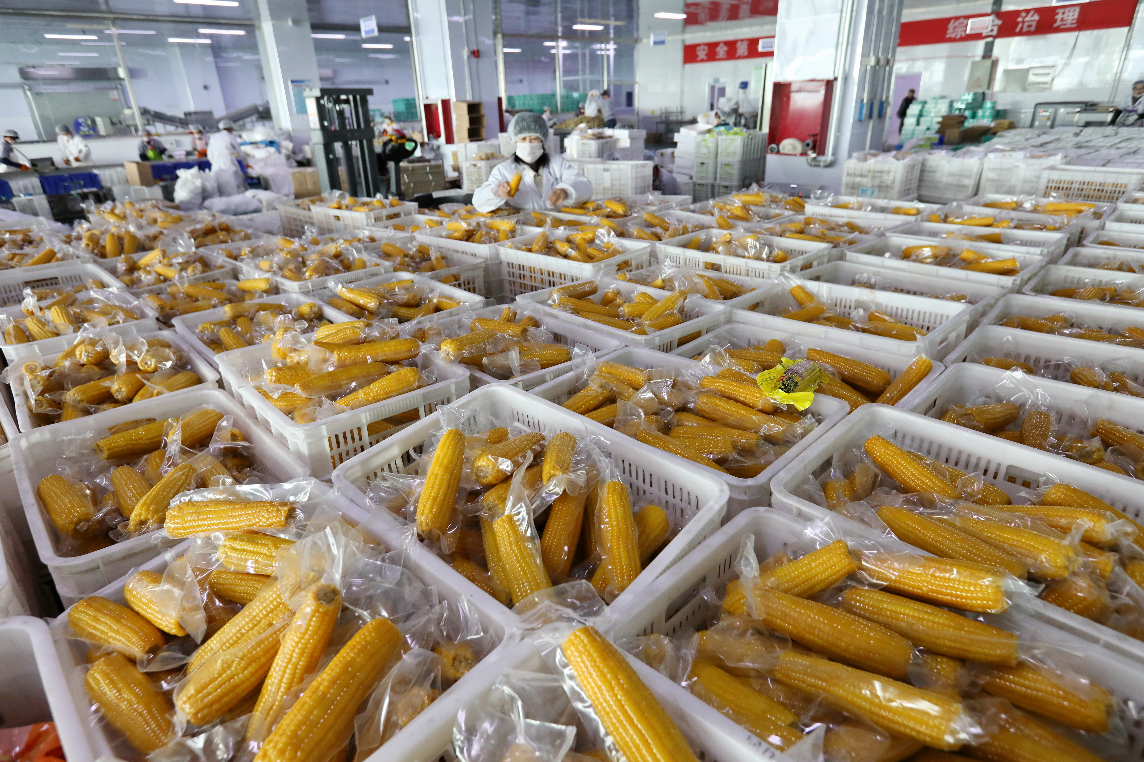 小營盤鎮(zhèn) 工人們高效分揀鮮食玉米，助力農副產品提質增效